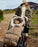 7AM Blanket 212 Evolution - Footmuff Moss Brown