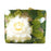 Babycare Flower Bud Ultra Pull Up Pants- XXLarge